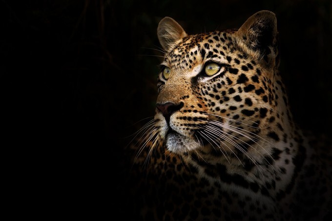 Leopard on Black Background